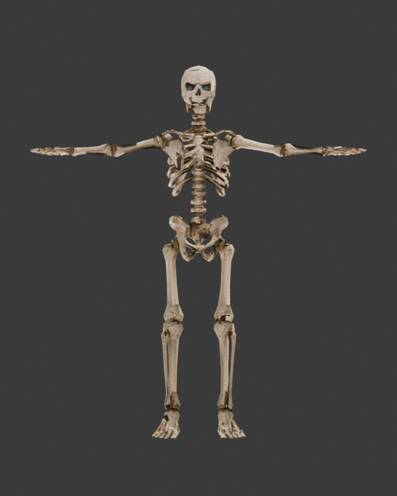 skeleton-model-shot-v1.png